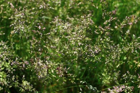 Grass in a meadow in the summer Stock Photos