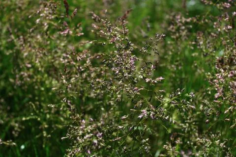 Grass in a meadow in the summer Stock Photos