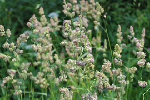 Grass in a meadow in the summer Stock Photos