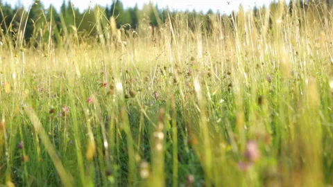 Grass on meadow at sunset Stock Footage 99904467