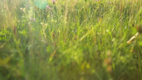 Grass on meadow at sunset 库存影片 99904567