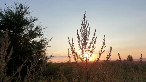 Grass On Meadow At Sunset Stock Footage 138100428