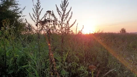 Grass On Meadow At Sunset Видео 139298118