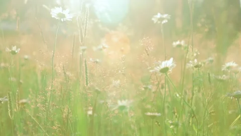 Grass in a meadow in the sunset light Stock Footage 287601377