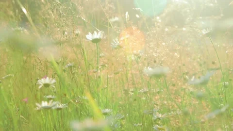 Grass in a meadow in the sunset light Stock Footage 287601398