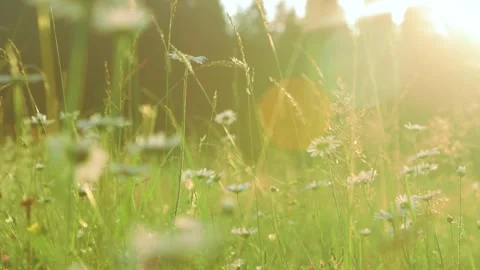 Grass in a meadow in the sunset light Stock Footage 287601486