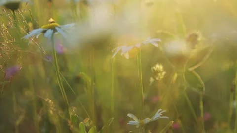 Grass in a meadow in the sunset light Stock Footage 287601526