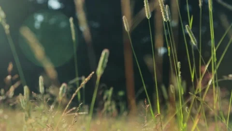 Grass in a meadow in the sunset light Stock Footage 287601528