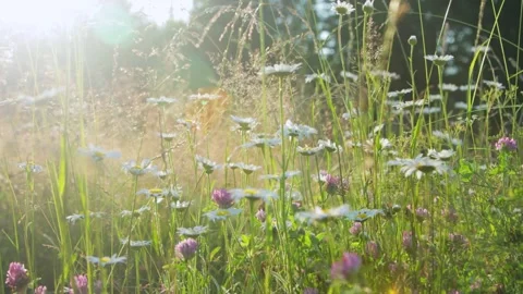 Grass in a meadow in the sunset light Stock Footage 287601555