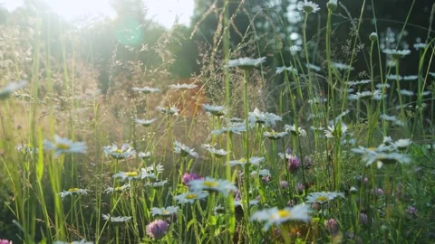 Grass in a meadow in the sunset light Stock Footage 287601583
