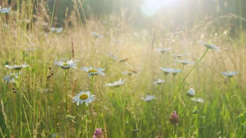 Grass in a meadow in the sunset light Stock Footage 287601592