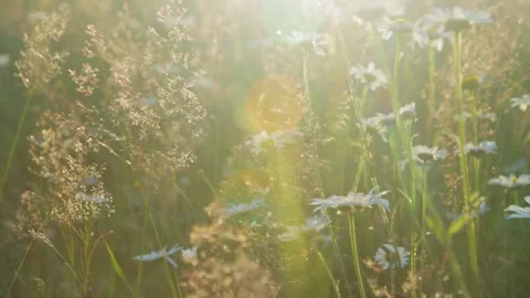 Grass in a meadow in the sunset light Stock Footage 287601642