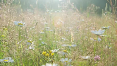 Grass in a meadow in the sunset light Stock Footage 287601703