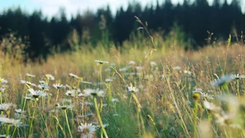 Grass in a meadow in the sunset light Stock Footage 287601710