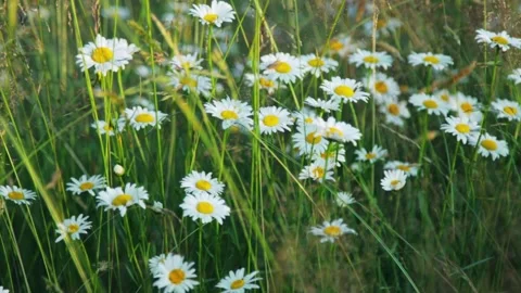 Grass in a meadow in the sunset light Stock Footage 287601733
