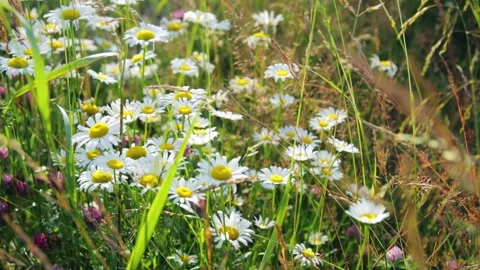Grass in a meadow in the sunset light Stock Footage 287601807