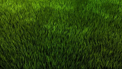 Grass in a meadow swaying randomly in the wind (seamless loop) Stock Footage 332966188