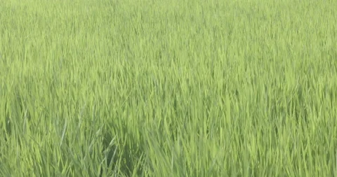 Grass in the meadow swaying in the wind Rice field Zoom-in Stock Footage 165519921