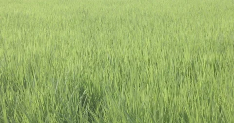 Grass in the meadow swaying in the wind Rice field FIX Stock Footage 165519929