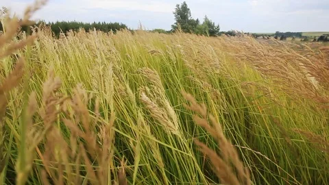 The grass in the meadow sways under the action of the wind Stock Footage 101006318