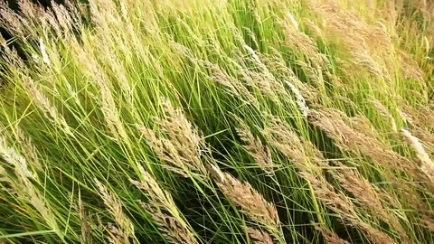 The grass in the meadow sways under the action of the wind Video stock 101006382