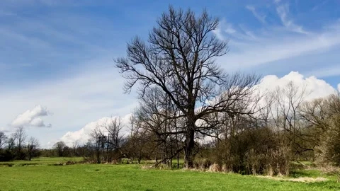 Grass meadow with trees in background in spring.Landscape park Poodri in Czechia Stock Footage 239908047