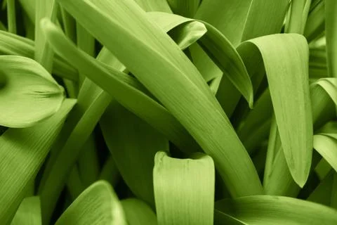 Grass minimalistic background 스톡 사진