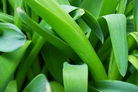 Grass minimalistic background 写真素材