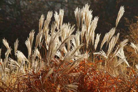 Grass Miscanthus  (Misc?nthus  sinensis) Stock Photos
