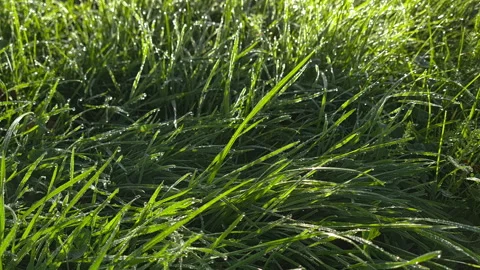 Grass with morning dew. Stock Footage 144412043
