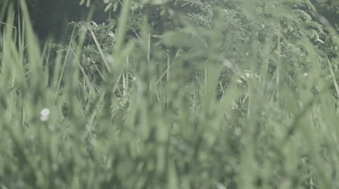 Grass in the morning in Focus Stock Footage 39017078