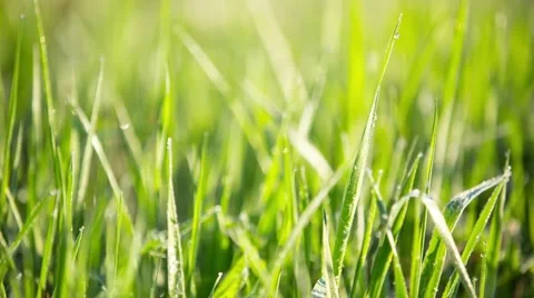 Grass in the morning Stock Footage 56903086