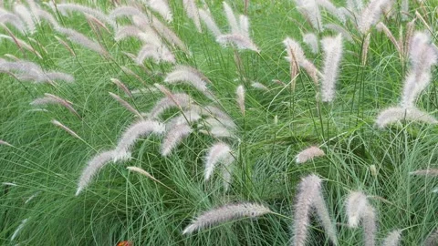 Grass in the morning Stock Footage 166373147