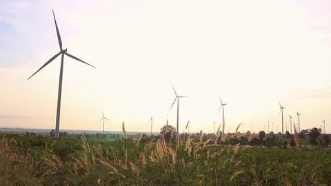 Grass with the morning sun. Stock Footage 83572834