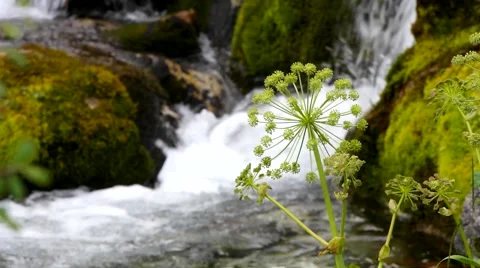 Grass, moss and river. Stock Footage 40414477