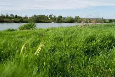 Grass in motion blur due strong wind on riverbank Stock Photos