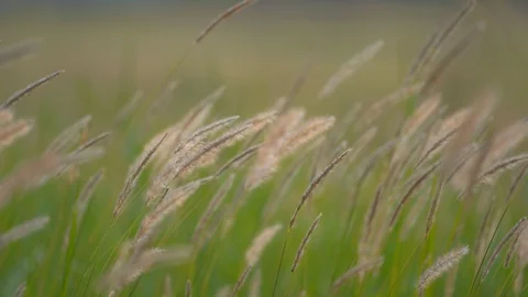 Grass motion on windy on large sun of sunset background 動画素材 127864364