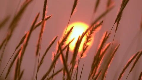 Grass motion on windy on large sun of sunset background Видео 127864634