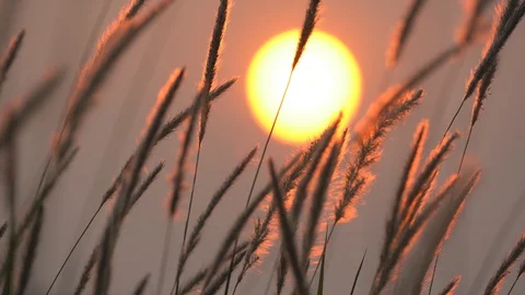 Grass motion on windy on large sun of sunset background 库存影片 127864857