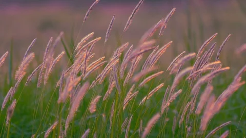 Grass motion on windy on large sun of sunset background Stock Footage 127866383