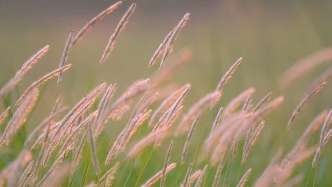 Grass motion on windy on large sun of sunset background Vídeo Stock 127866577