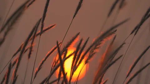 Grass motion on windy on large sun of sunset background Vídeos de archivo 127866830