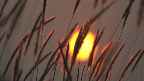 Grass motion on windy on large sun of sunset background Vídeos de archivo 127866929