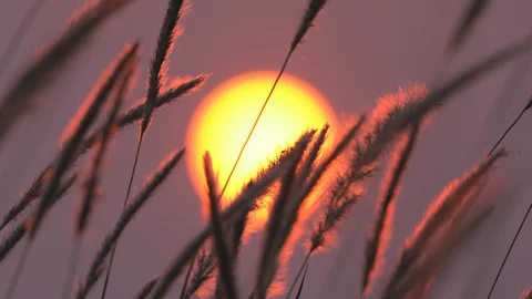 Grass motion on windy on large sun of sunset background 库存影片 127866931