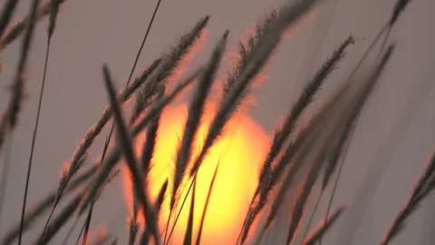 Grass motion on windy on large sun of sunset background 库存影片 127866939