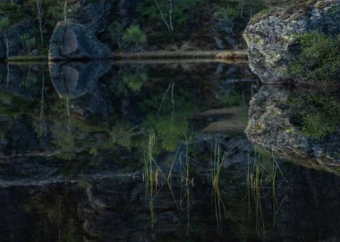 Grass in a mountain lake with reflection Stock Photos