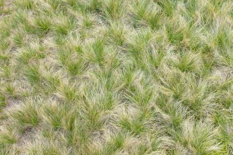 Grass from a mountain meadow Stock Photos