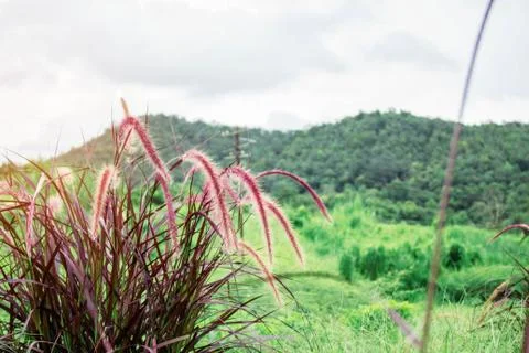 Grass on mountain. Stock Photos