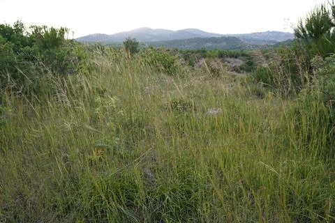 Grass, Mountains and Forests Stock Photos