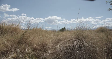 Grass With Mountains In Background Stock Footage 302771116